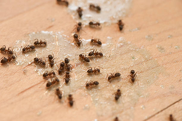 Best Spider Control Near Me  in Makakilo, HI