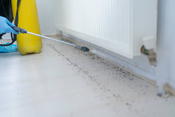 Best Wasp Removal Services  in Makakilo, HI